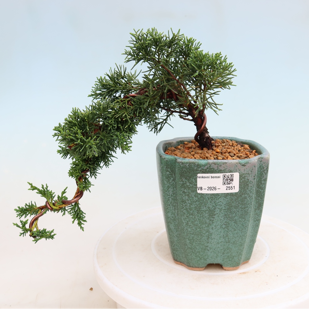 Vonkajší bonsaj - Juniperus chinensis Kishu