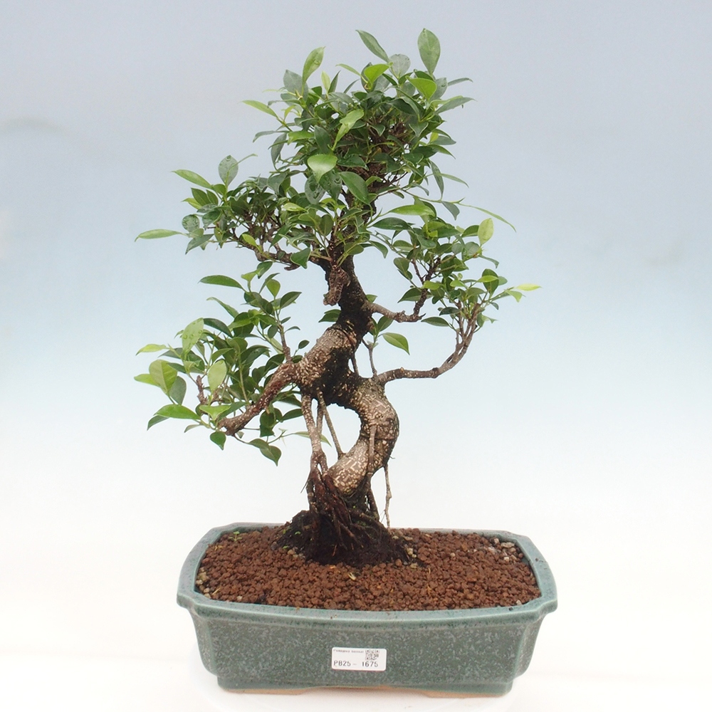 Izbová bonsai - Ficus kimmen - malolistý fikus