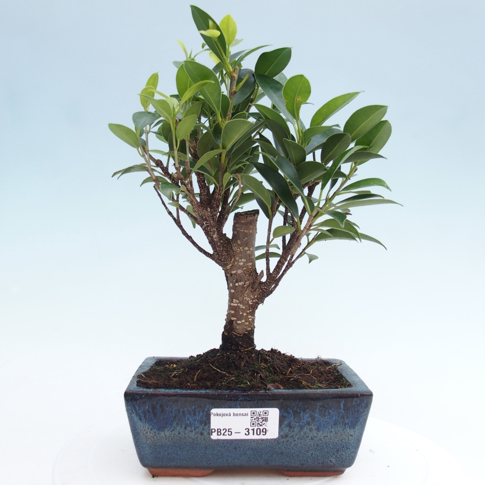 Izbová bonsai - Ficus retusa - malolistý fikus