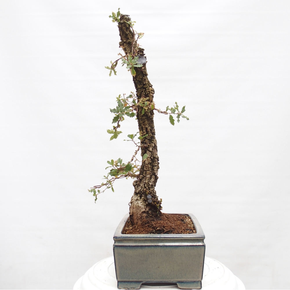 Yamadori - Quercus Ilex -Dub cezmínovitý