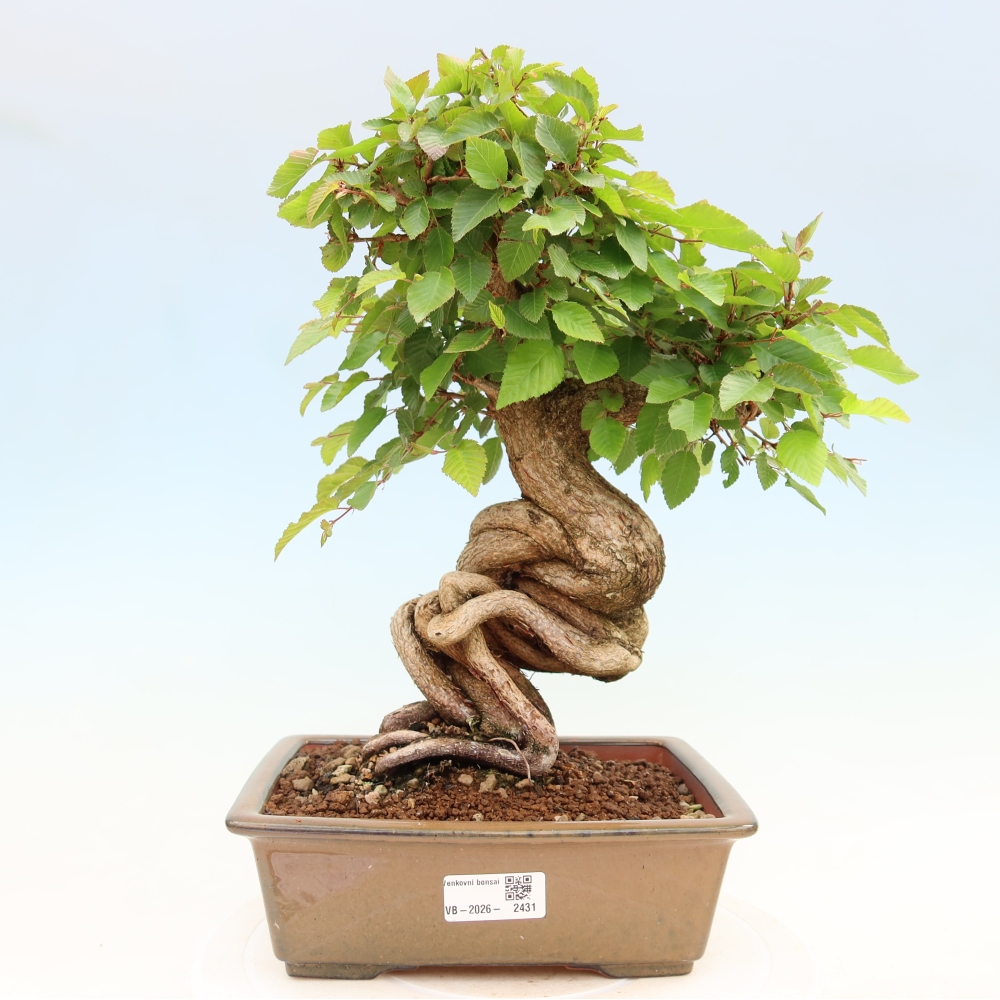 Vonkajší bonsaj -Carpinus coreana - Hrab kórejský