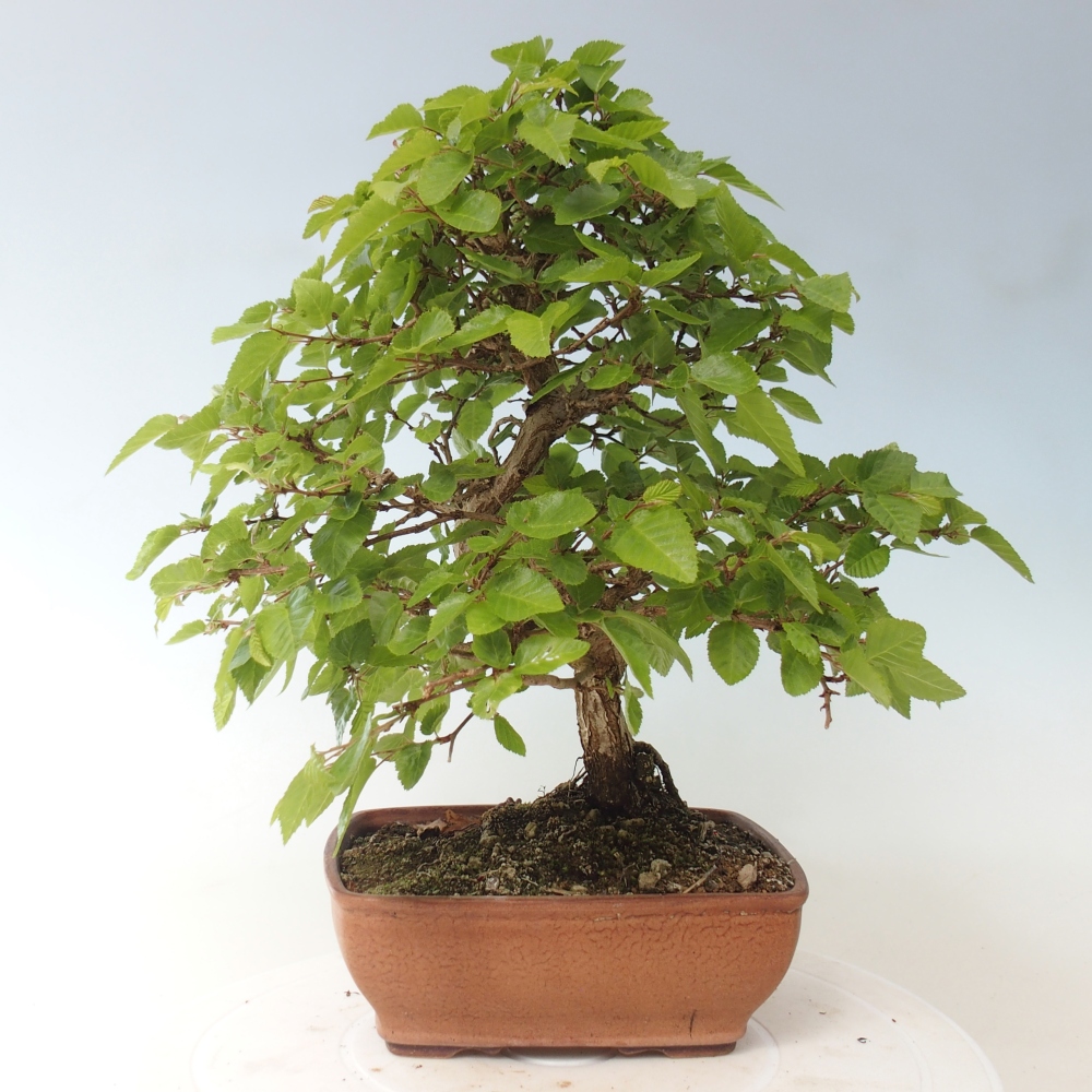 Vonkajšie bonsaje -Carpinus CARPINOIDES - Hrab kórejský
