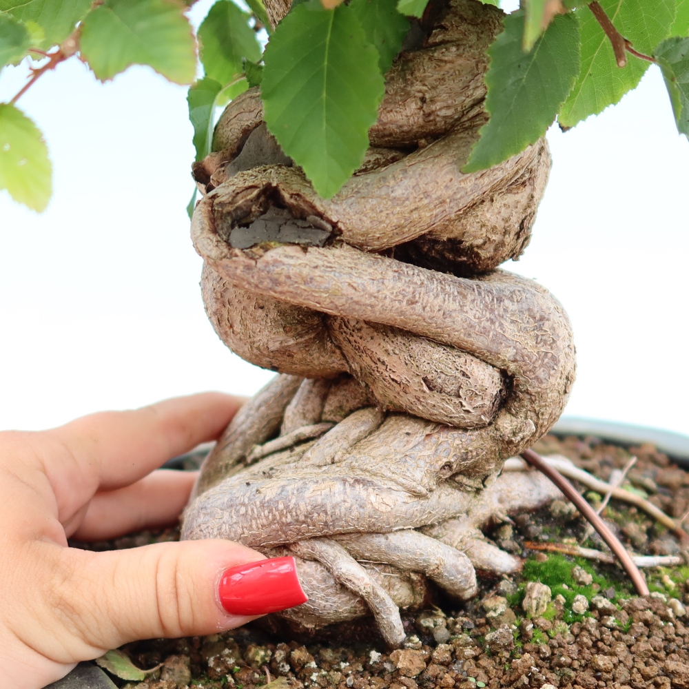 Vonkajší bonsaj -Carpinus coreana - Hrab kórejský