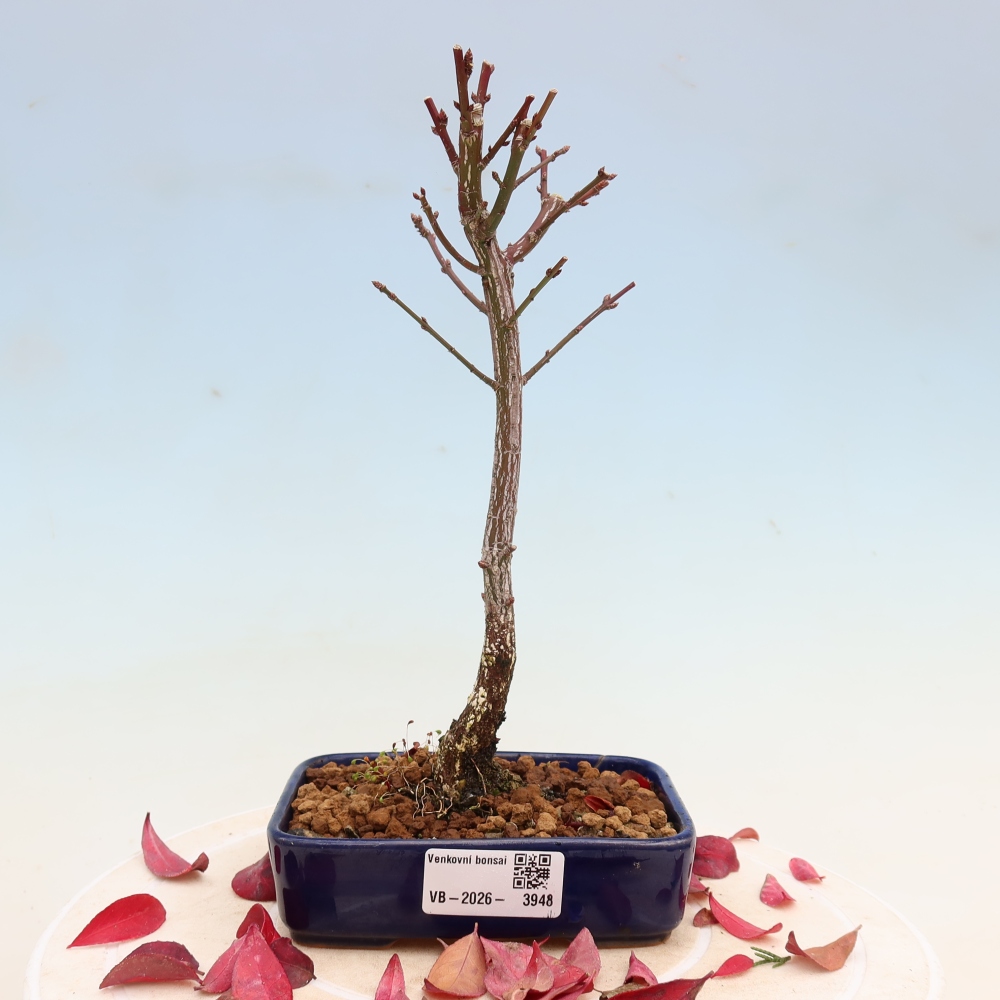 Vonkajší bonsai – Euonymus alatus comactus – krídlatý brslen
