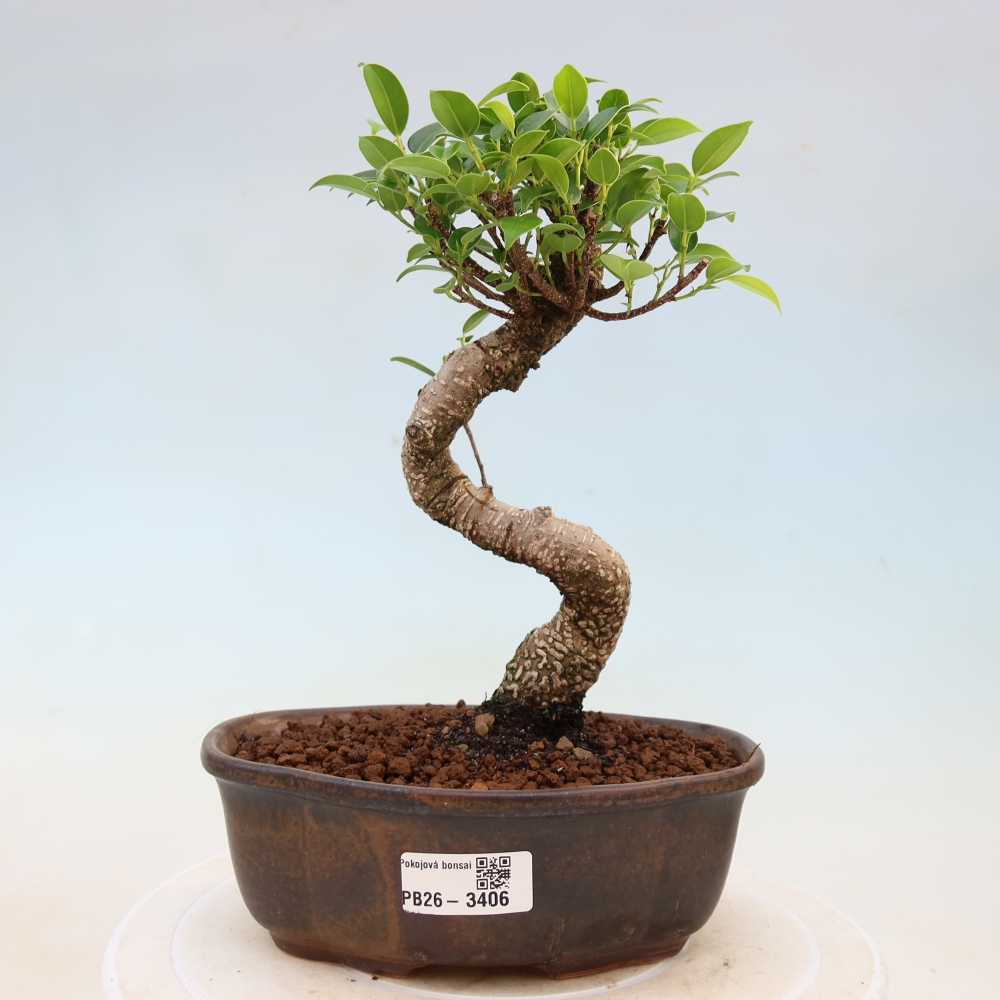 Izbové bonsaje - Ficus kimmen - drobnolistý fikus