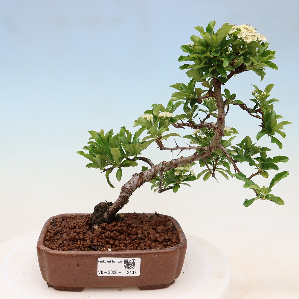 Vonkajší bonsai – Pyracantha teton – hlohovec šarlátový