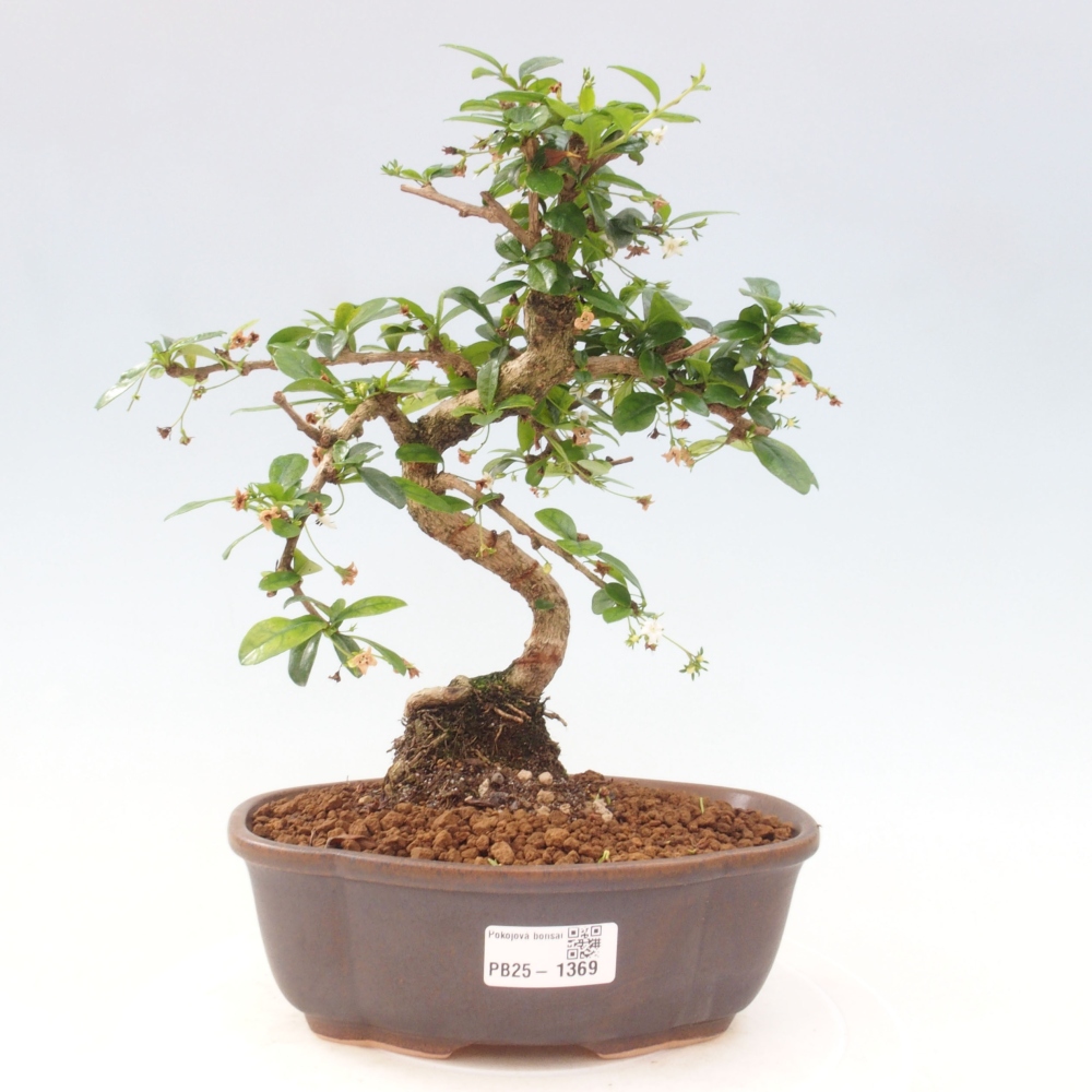 Izbová bonsai - Carmona macrophylla - Čaj fuki