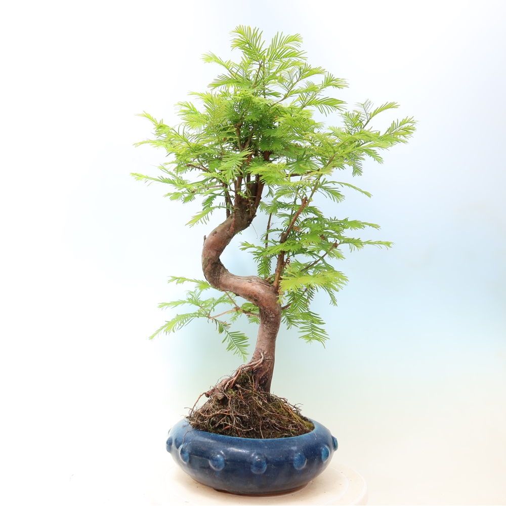 Vonkajšie bonsaje - Metasequoia glyptostroboides - čínska metasekvoja