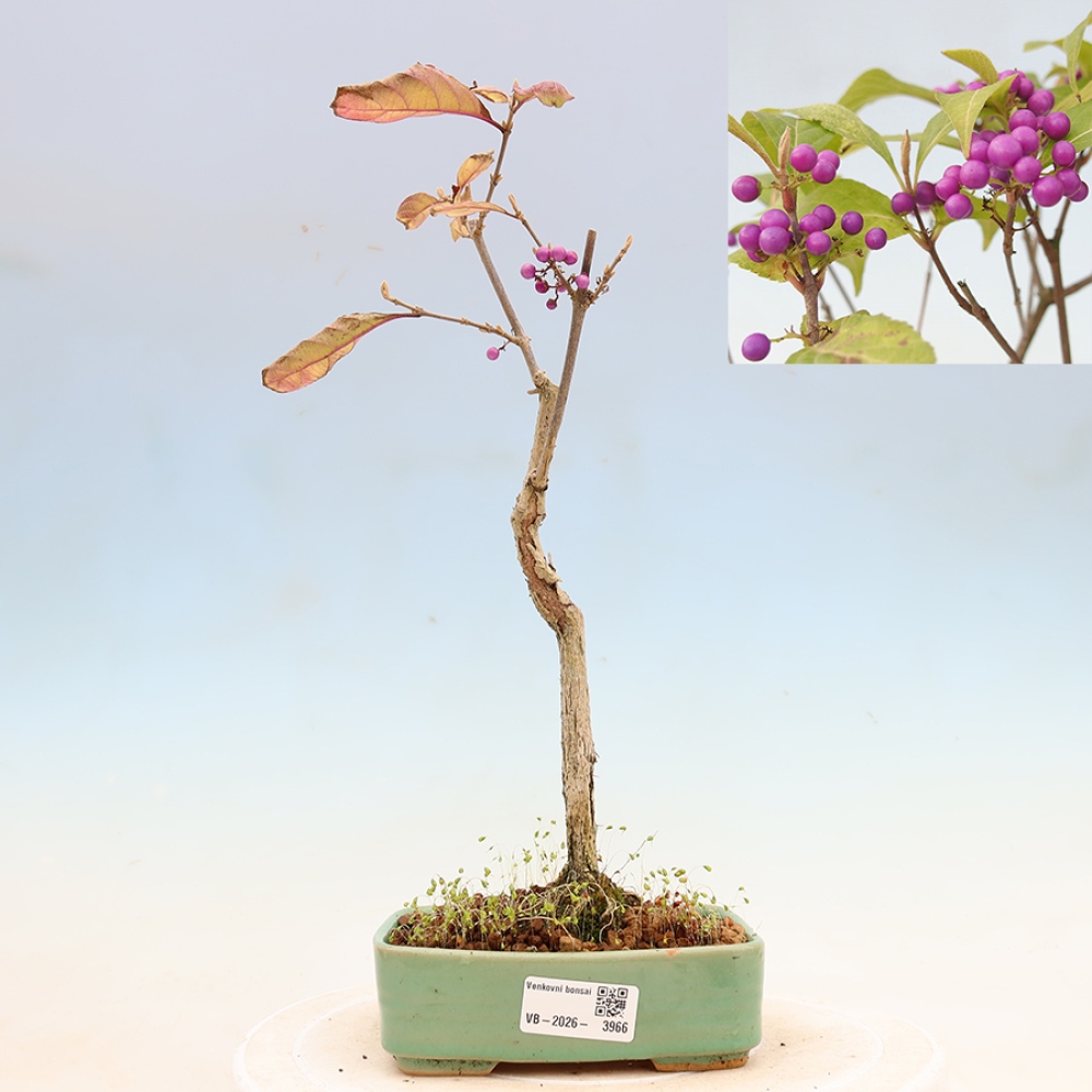 Vonkajší bonsai – krásnoplodka – Callicarpa bodinierova profusion
