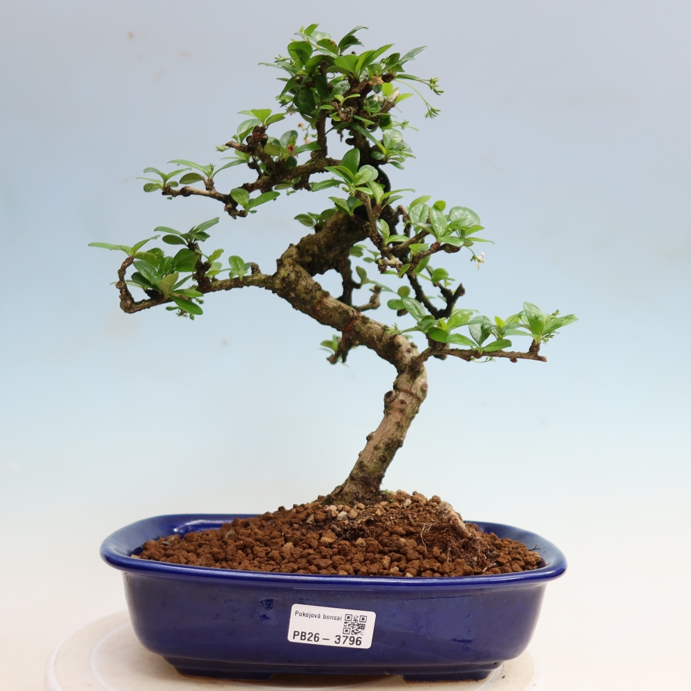 Izbové bonsaje - Carmona macrophylla - Tea fuki
