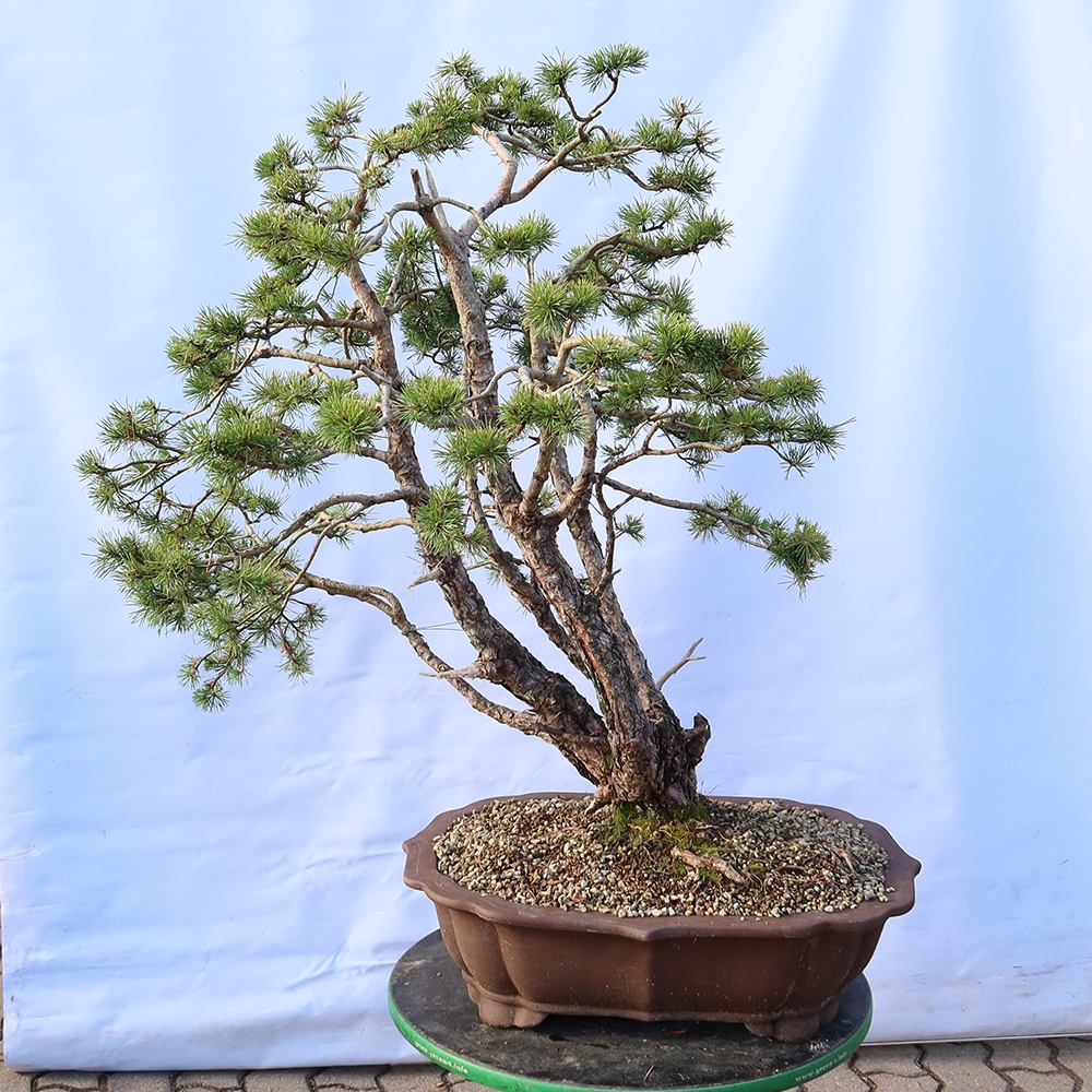 Pinus sylvestris Španielsko – borovica lesná