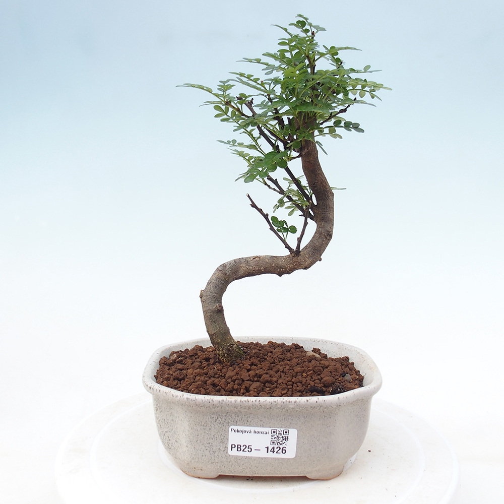 Izbová bonsai - Zantoxylum piperitum - piepor