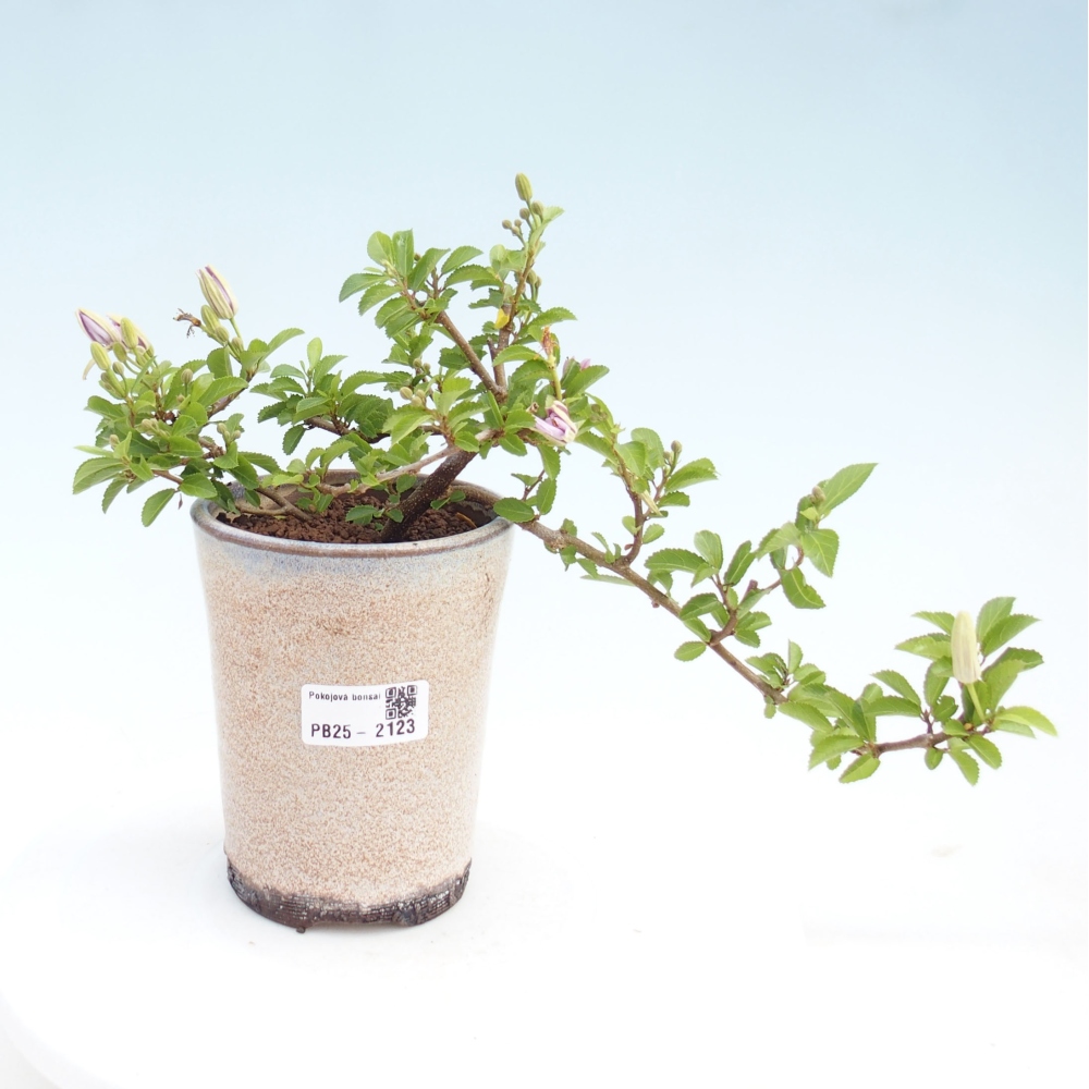 Izbová bonsai - Grewia occidentalis - Hviezdica levanduľová