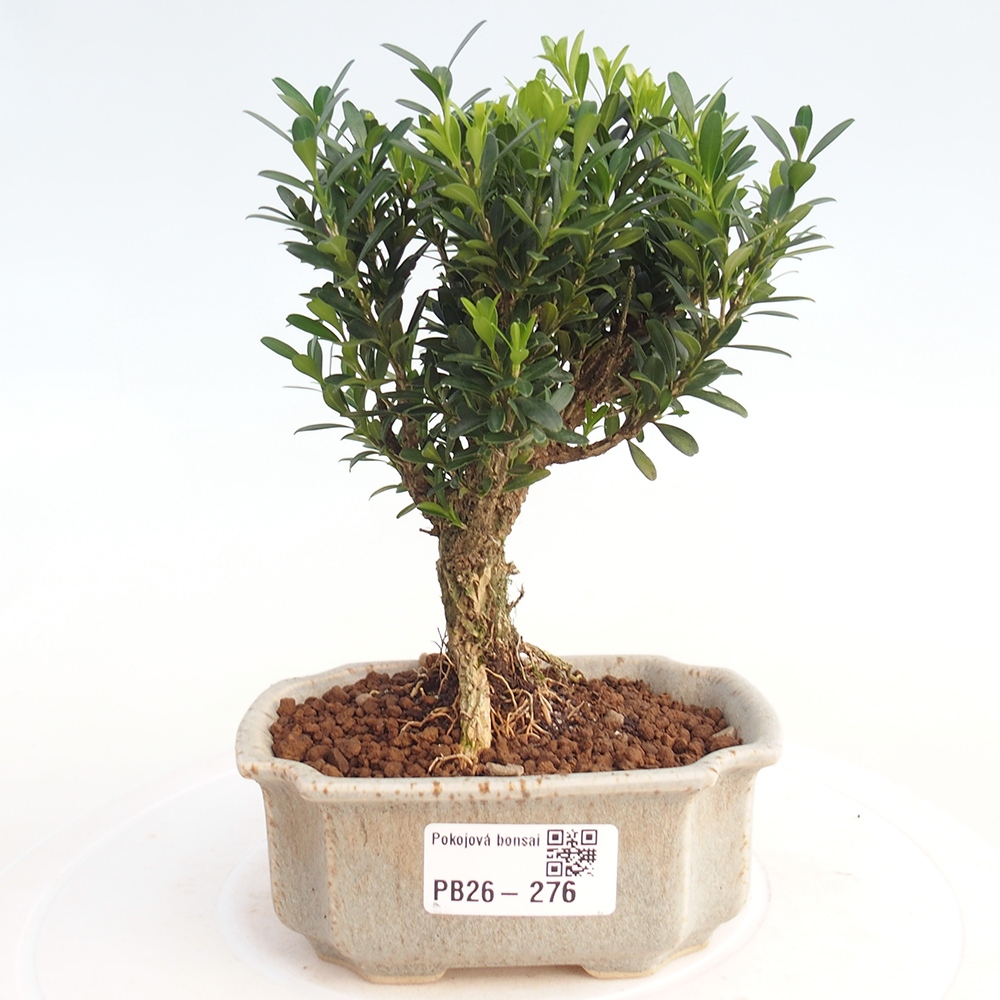 Izbové bonsaje - Buxus harlandii - korkový buxus