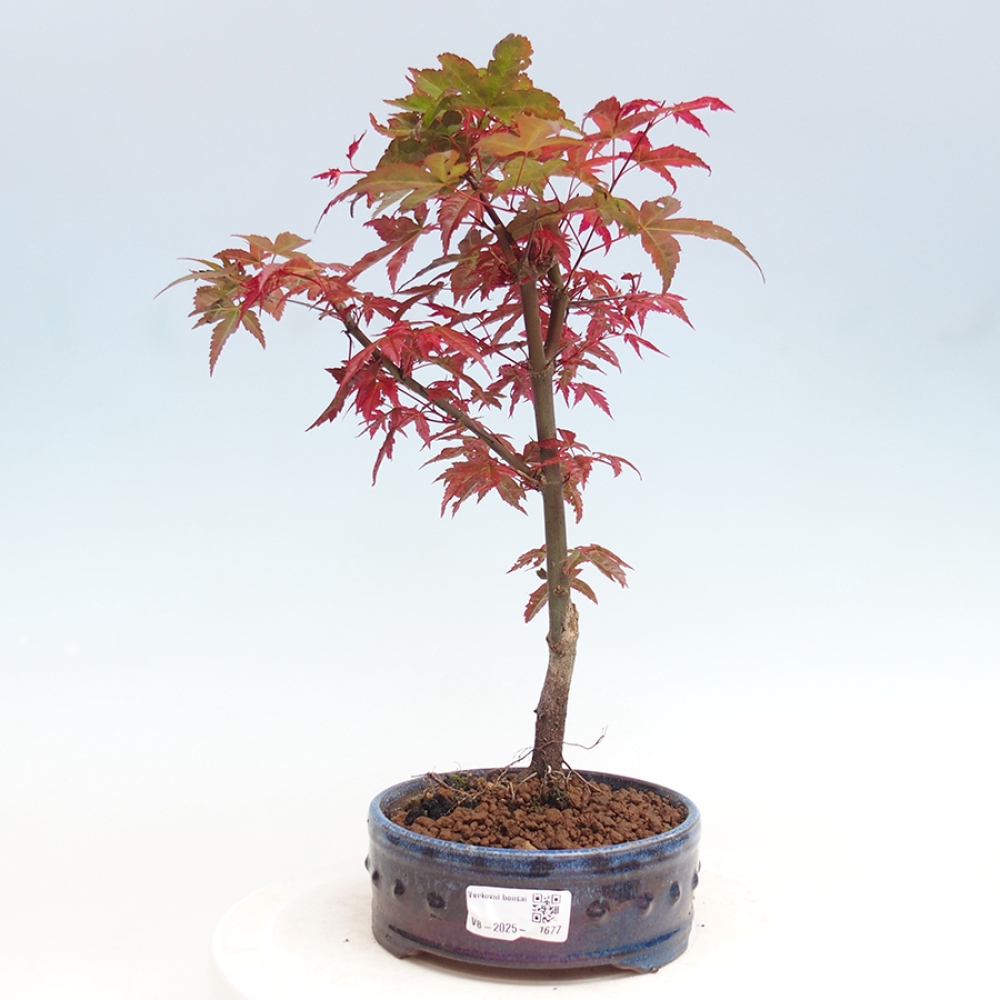 Vonkajšie bonsai - Javor dlaňolistý - Acer palmatum DESHOJO