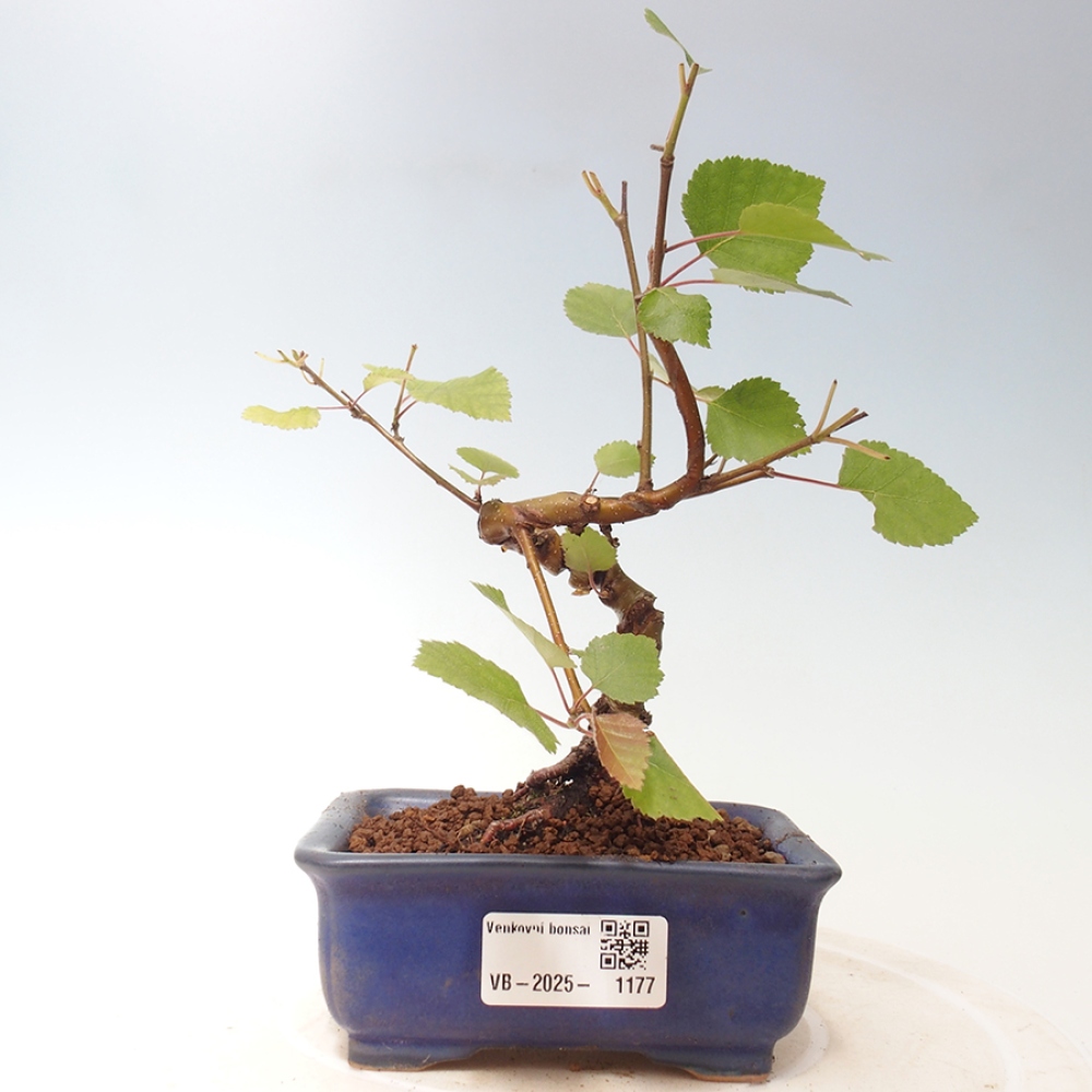 Vonkajší bonsai - breza trpasličí - Betula NANA Treasure