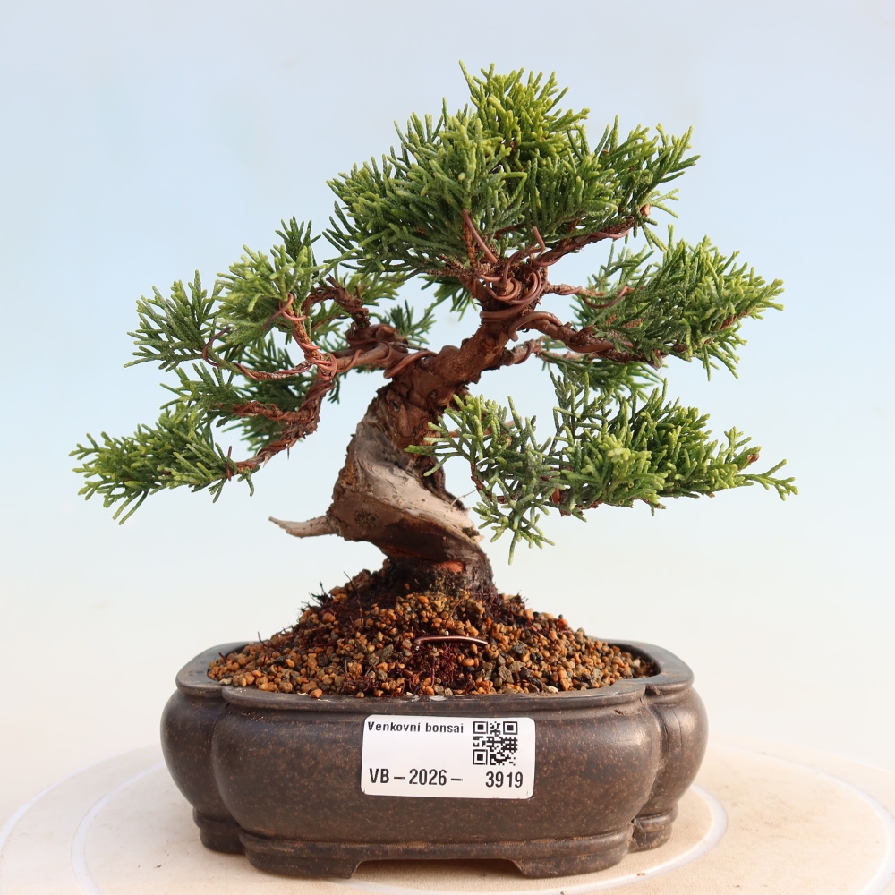 Vonkajší bonsai - Juniperus chinensis Itoigawa -Jalovec čínsky