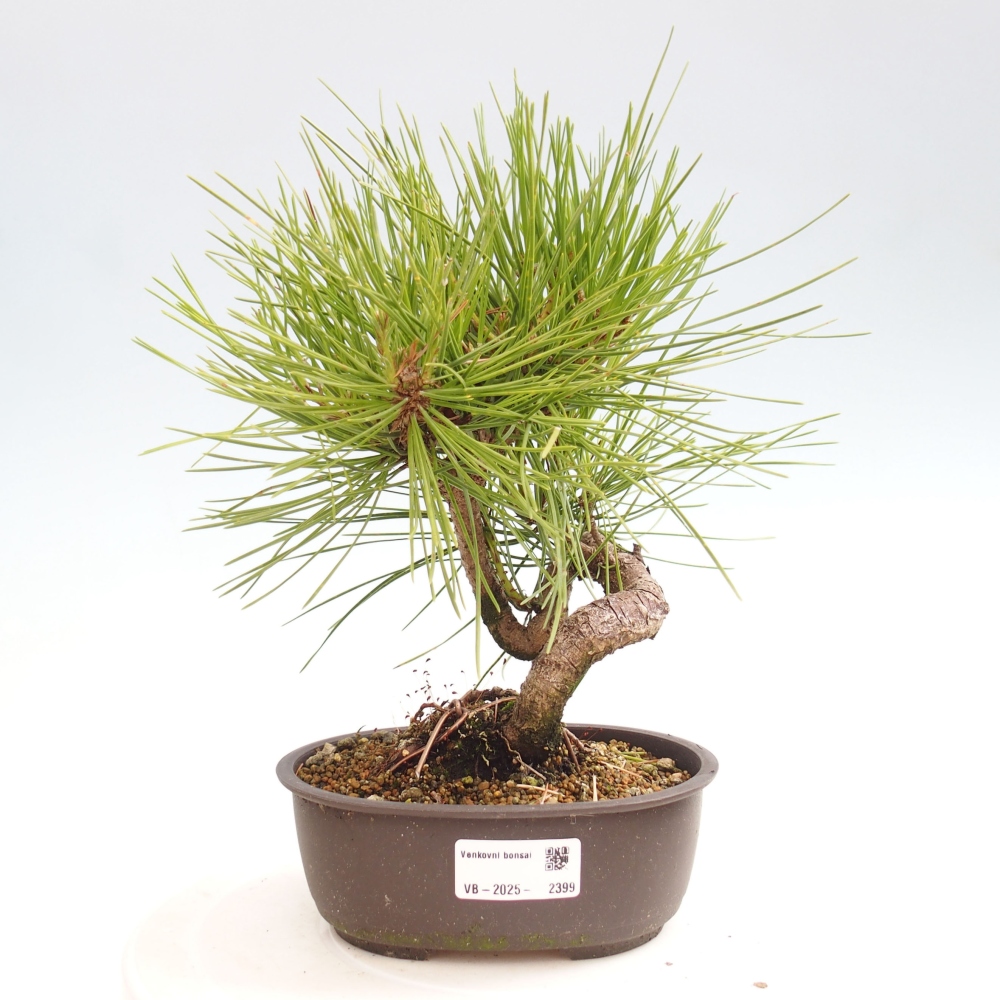 Vonkajší bonsai - Pinus thunbergii - Borovica thunbergova