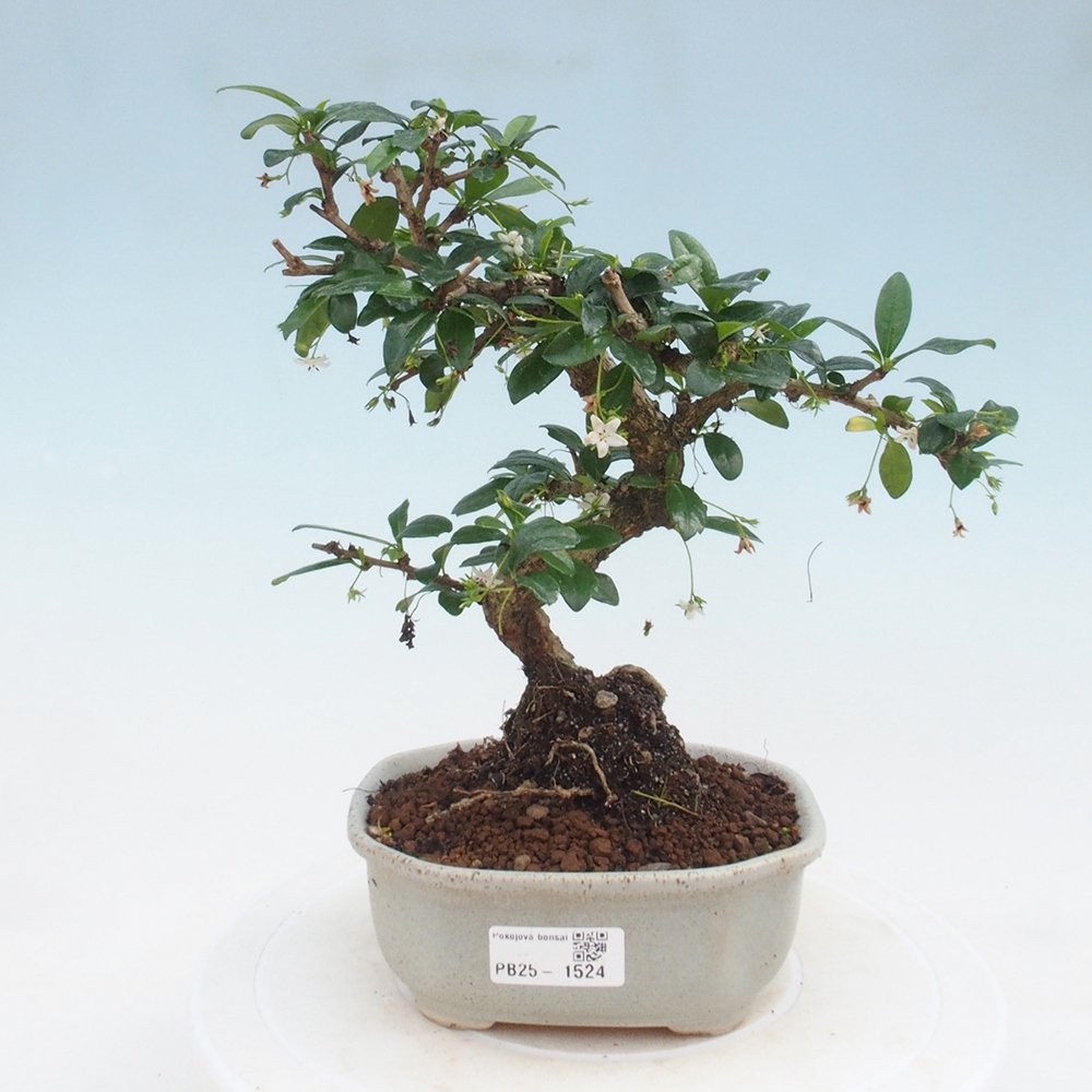 Izbová bonsai - Carmona macrophylla - Čaj fuki
