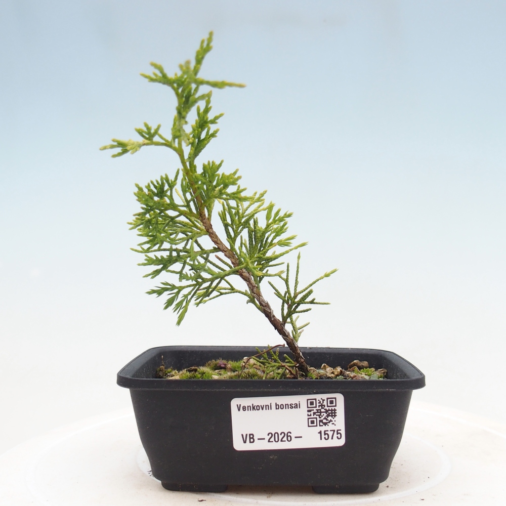 Vonkajší bonsaj - Juniperus chinensis Itoigawa