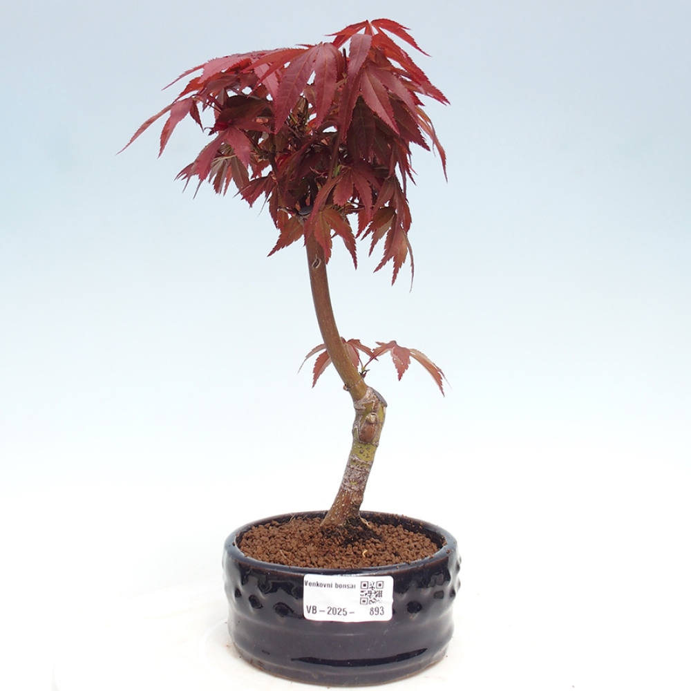Vonkajší bonsai - Acer palm. Atropurpureum-Javor dlanitolistý