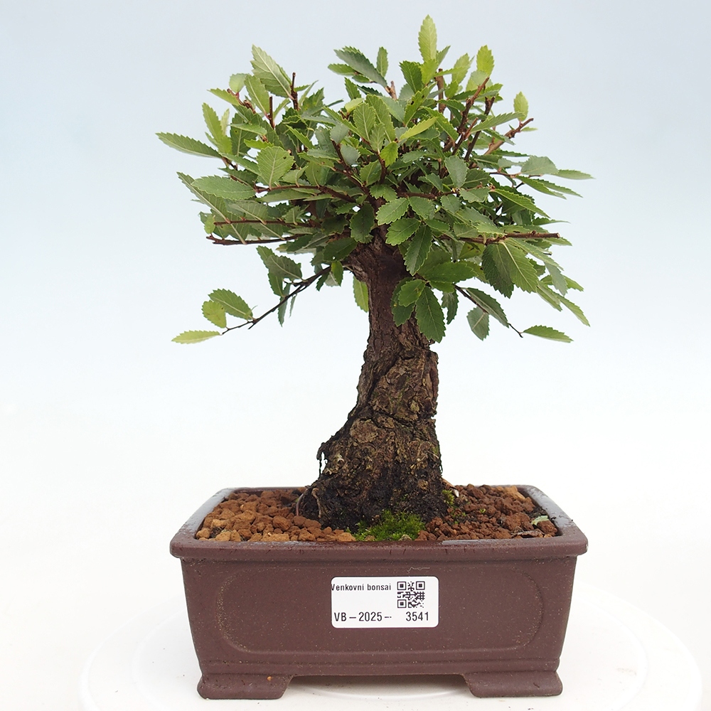 Vonkajšie bonsai - Zelkova - Zelkova Nirom