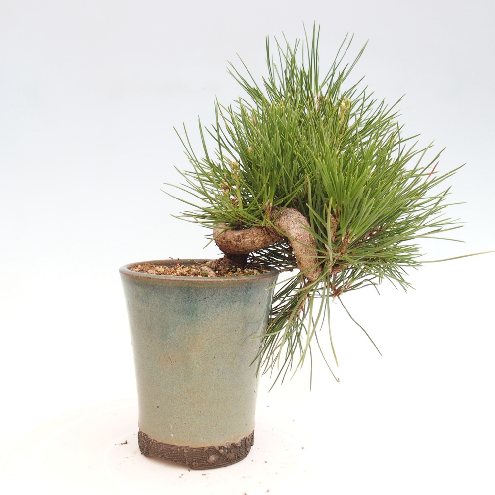 Vonkajší bonsai - Pinus thunbergii - Borovica thunbergova