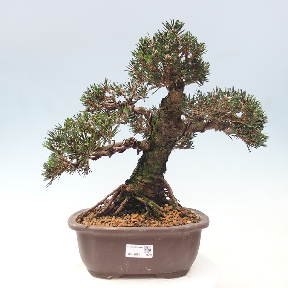 Vonkajšia bonsaj - Pinus thunbergii Kotobuki - borovica Thunbergova