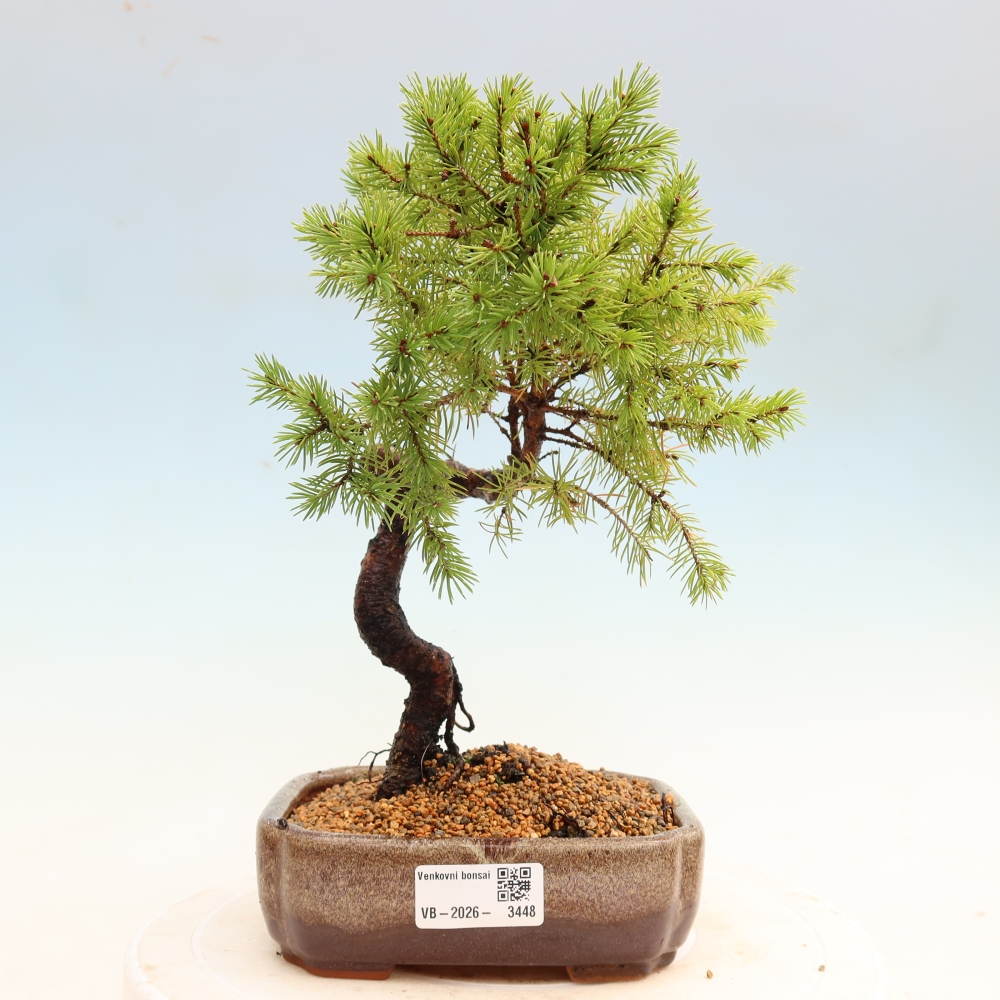 Vonkajší bonsai – Smrek sivý – Picea glauca globe