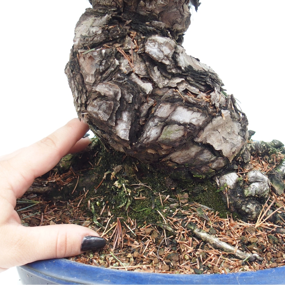 Vonkajšie bonsai - Pinus parviflora - Borovica drobnokvetá