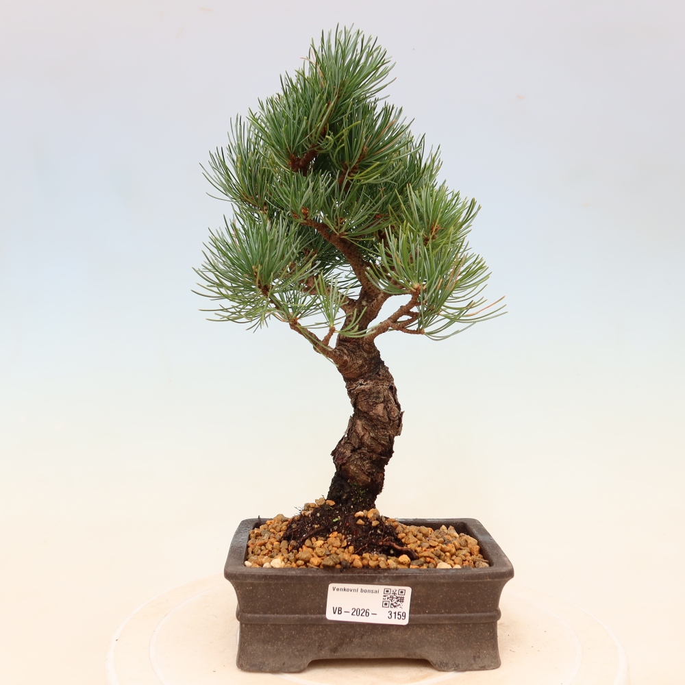 Vonkajšie bonsaje - Pinus parviflora - Pinus parviflora