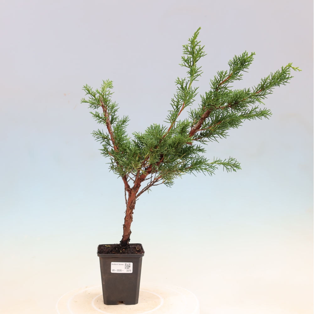 Vonkajší bonsaj - Juniperus chinensis Kishu