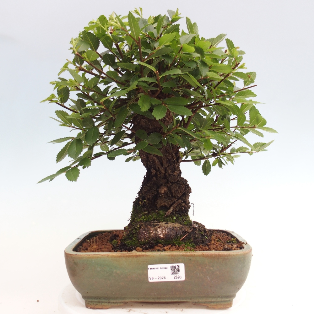 Vonkajšie bonsai - Zelkova - Zelkova Nirom