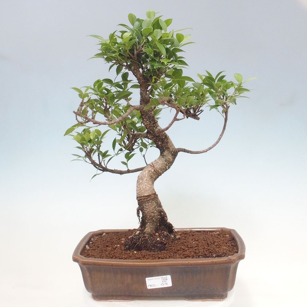 Izbová bonsai - Ficus kimmen - malolistý fikus