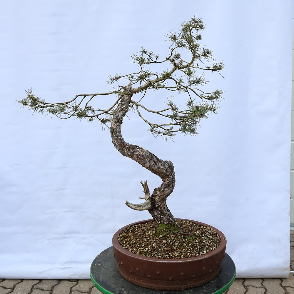 Pinus sylvestris Španielsko – borovica lesná