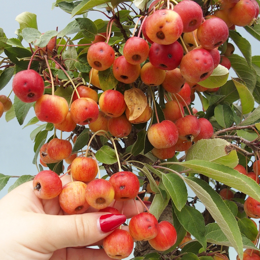 Vonkajší bonsai -Malus halliana - Maloplodá jabloň