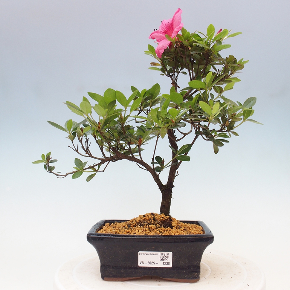 Vonkajší bonsai - Japonská azalka - Azalea sp.