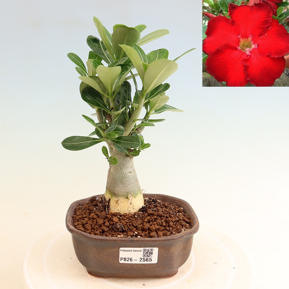 Izba bonsai – Adenium obesum Red Star – Púštna ruža