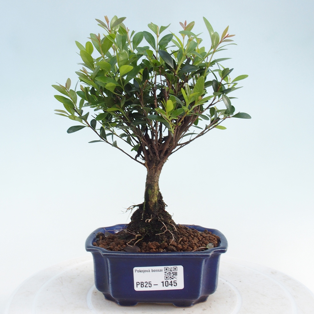 Izbová bonsai - Syzygium - pimentovníka