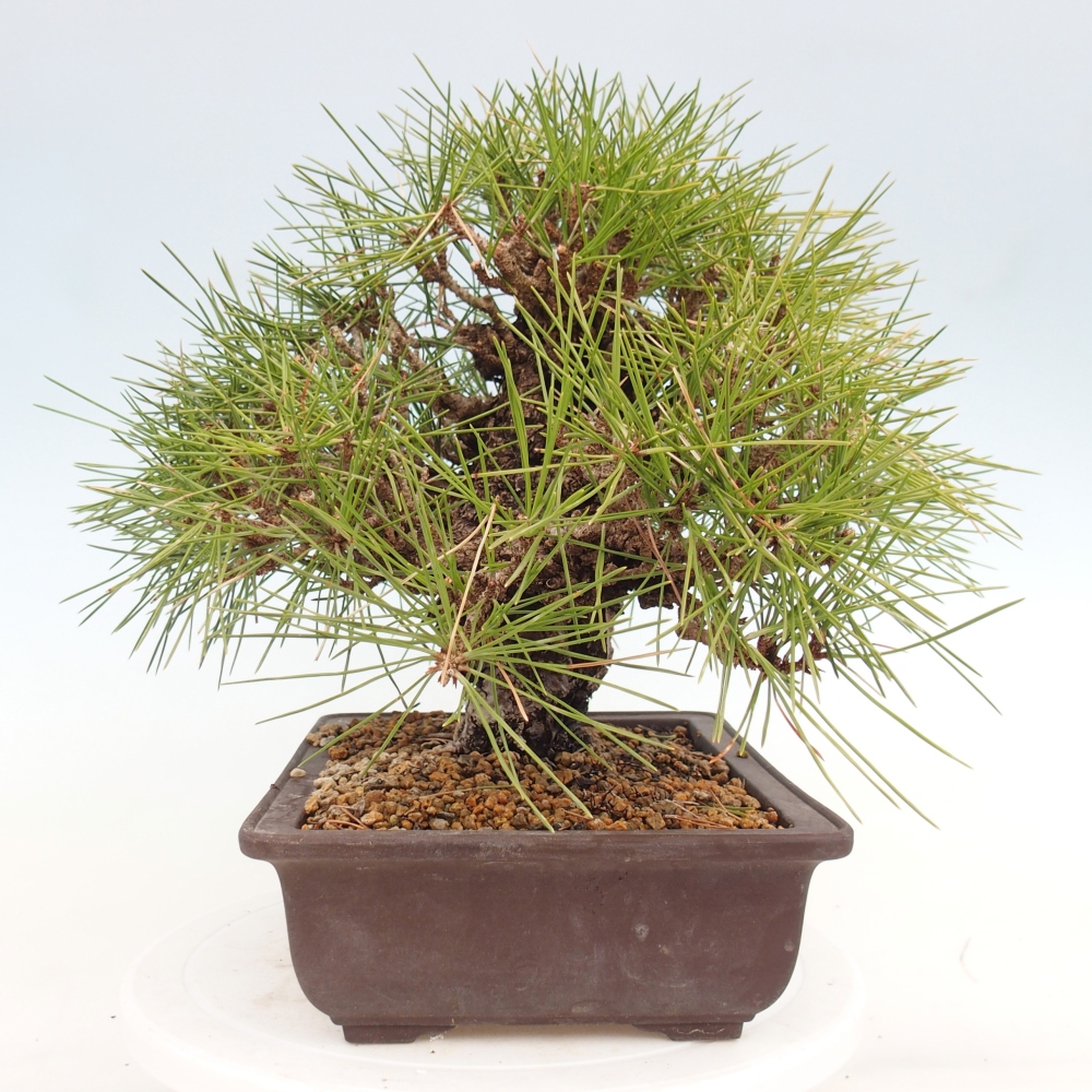 Vonkajšie bonsaje - Pinus thunbergii - borovica Thunbergova