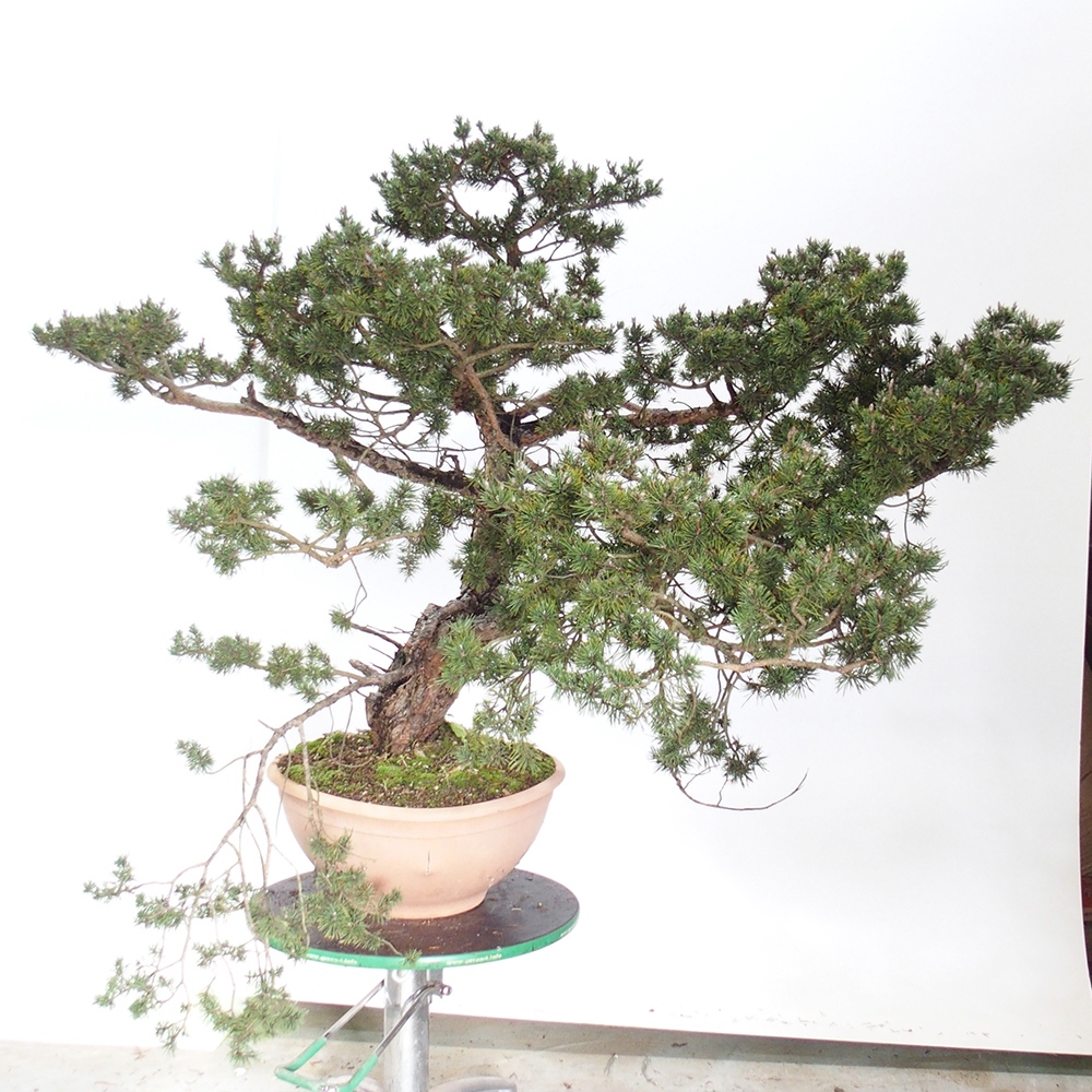 Yamadori - Pinus sylvestris Španielsko