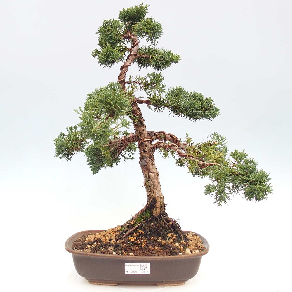 Vonkajšie bonsai - Juniperus chinensis Kishu -Jalovec čínsky