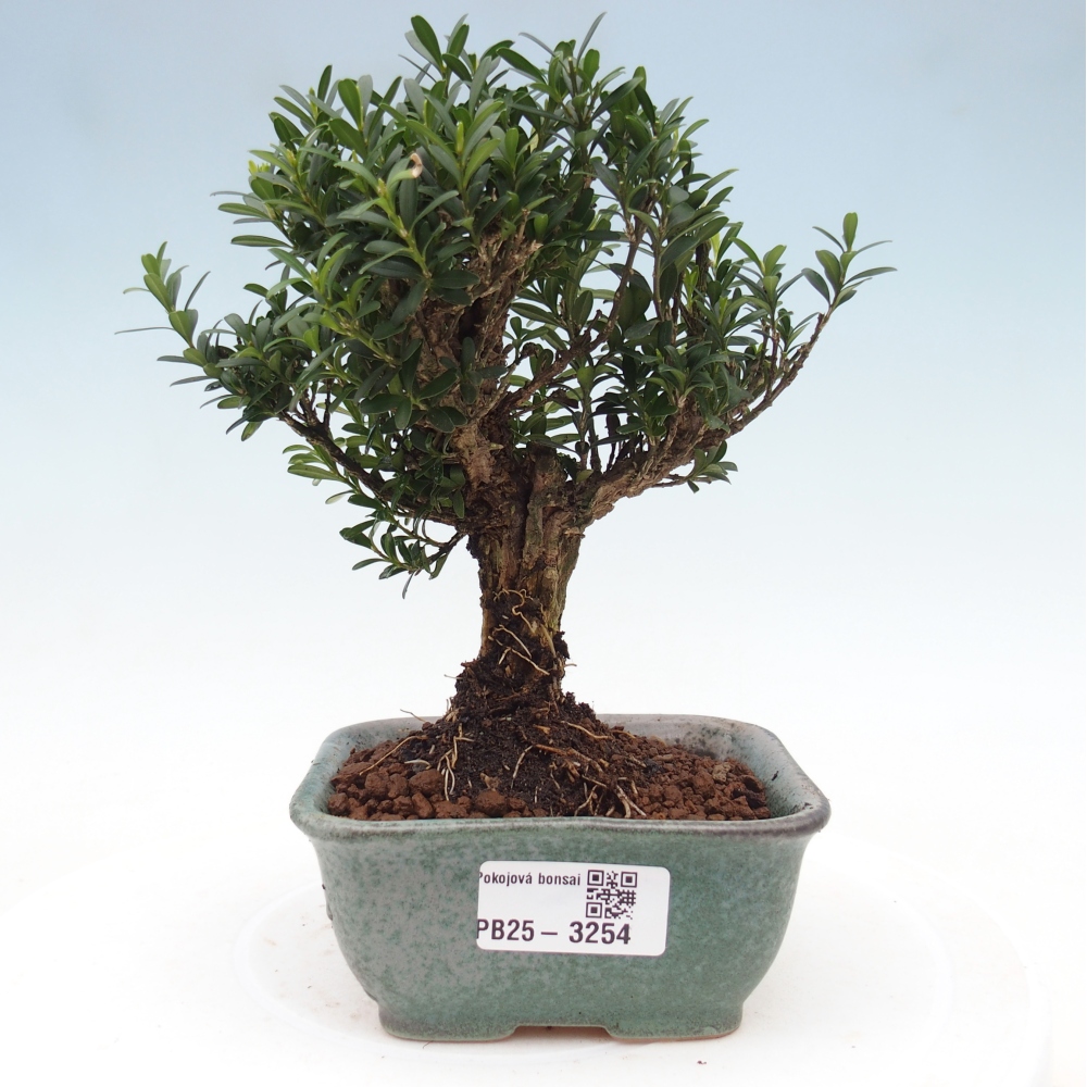 Izbové bonsaje - Buxus harlandii - korkový buxus