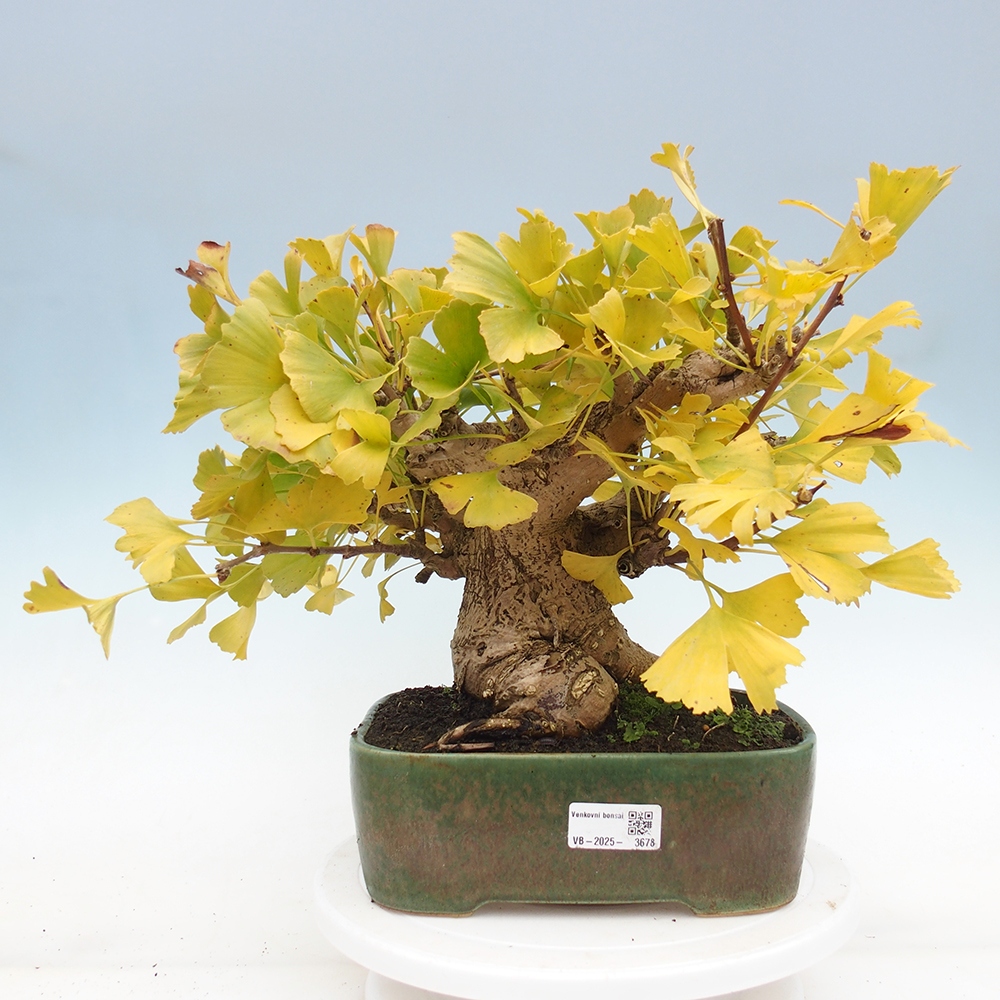Vonkajšie bonsai - Ginko dvojlaločné - Ginkgo biloba