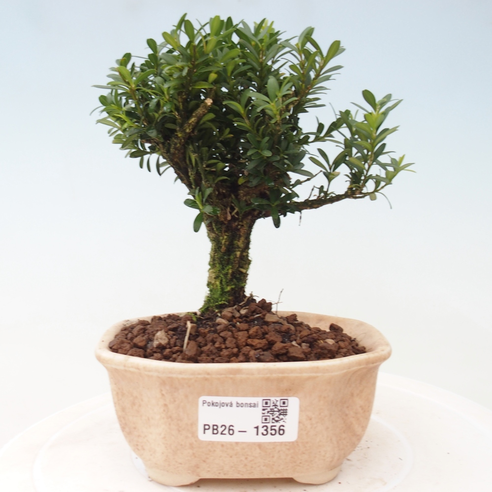 Izbové bonsaje - Buxus harlandii - korkový buxus