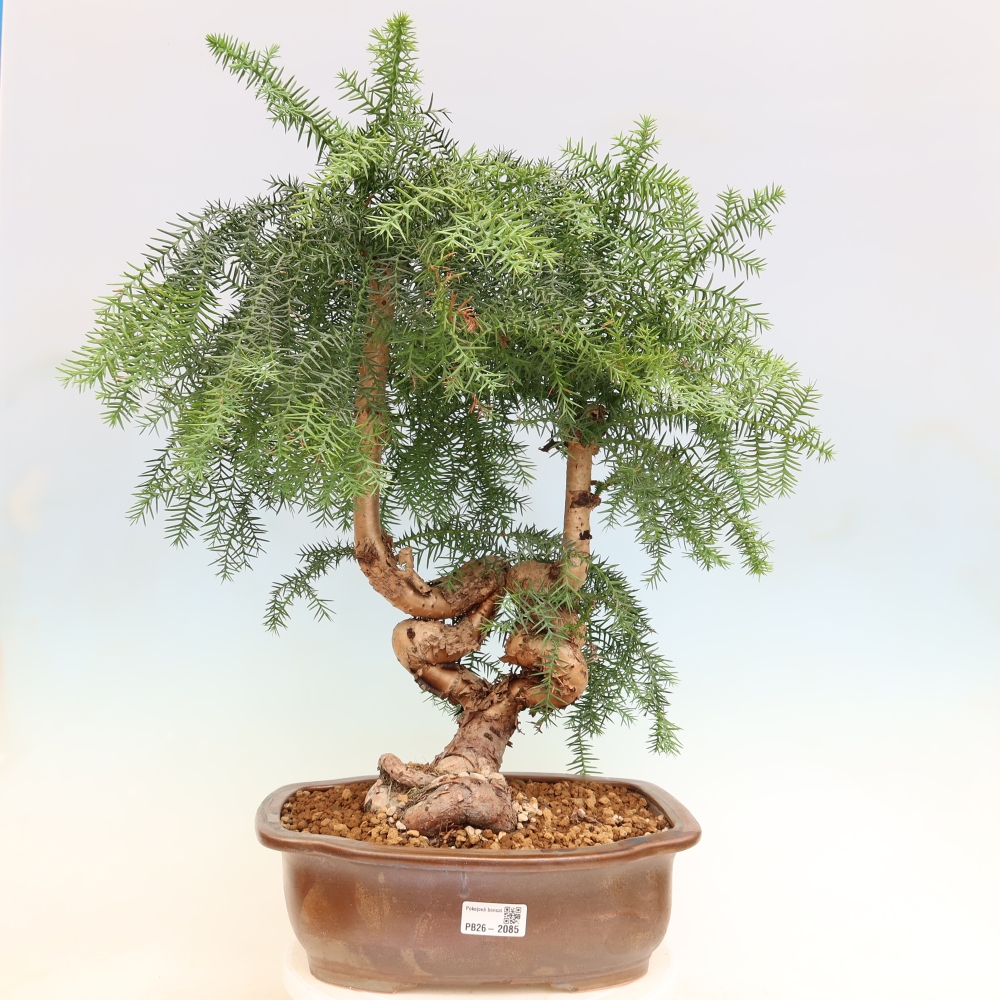 Izba bonsai – Araukária – izba smreček