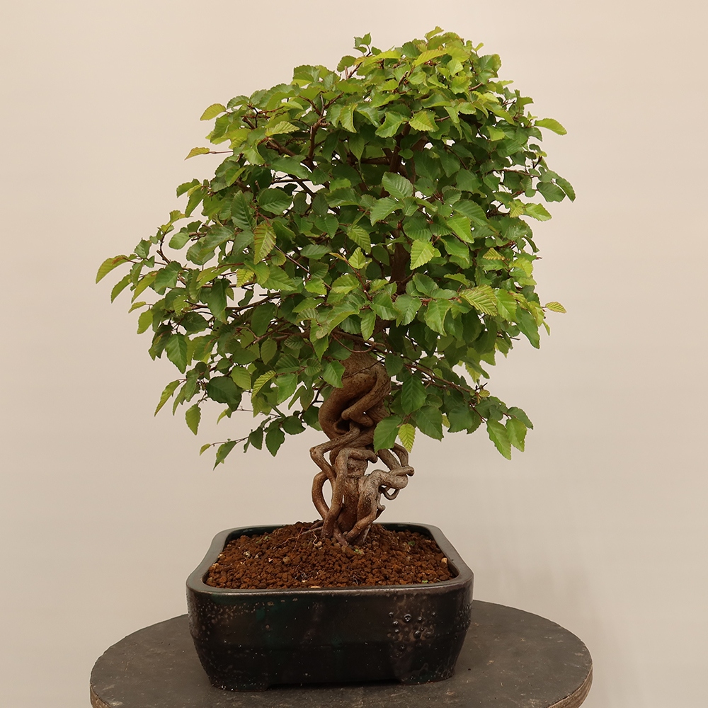 Vonkajší bonsai -Carpinus Coreana - Hrab kórejský