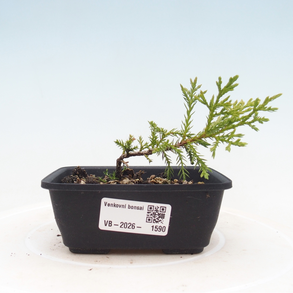 Vonkajší bonsaj - Juniperus chinensis Itoigawa