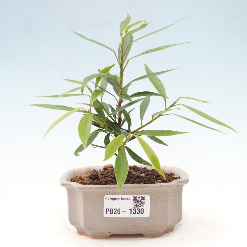 Izbové bonsaje - Ficus nerifolia - fíkus drobnolistý