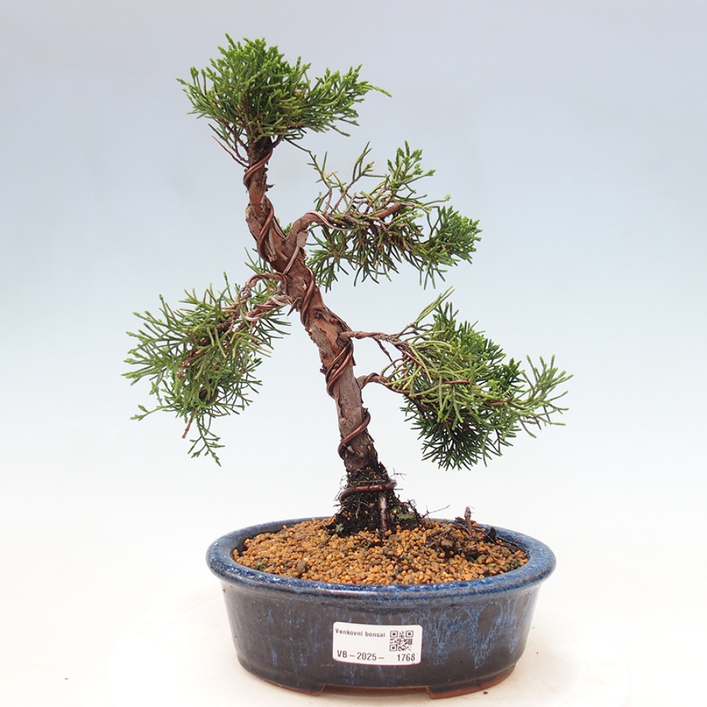 Vonkajší bonsai - Juniperus chinensis Kishu -Jalovec čínsky